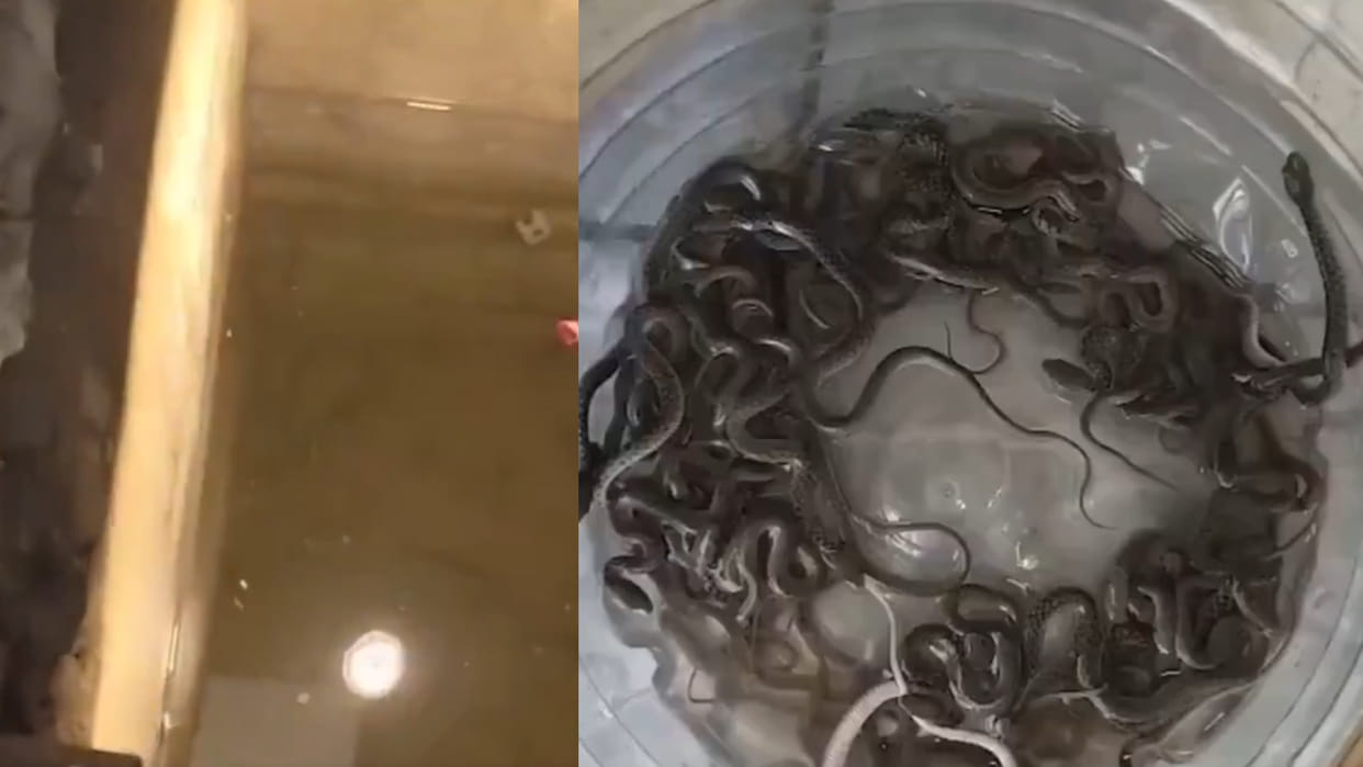 Uttarakhand Haridwar a house water tank reveals 27 snake babies during rescue video goes viral