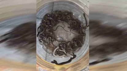Haridwar News 27 snake hatchlings found in the water tank in the house courtyard
