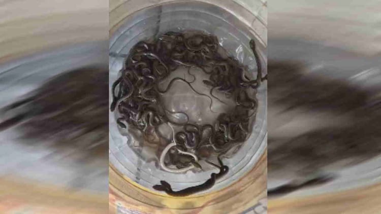 Haridwar: घर के आंगन में पानी की टंकी में फनफनाते हुए दिखाई दिए 27 सांप के बच्चे, दहशत में आया परिवार