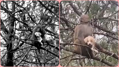 mandi rivalsar monkey carries puppy video goes viral