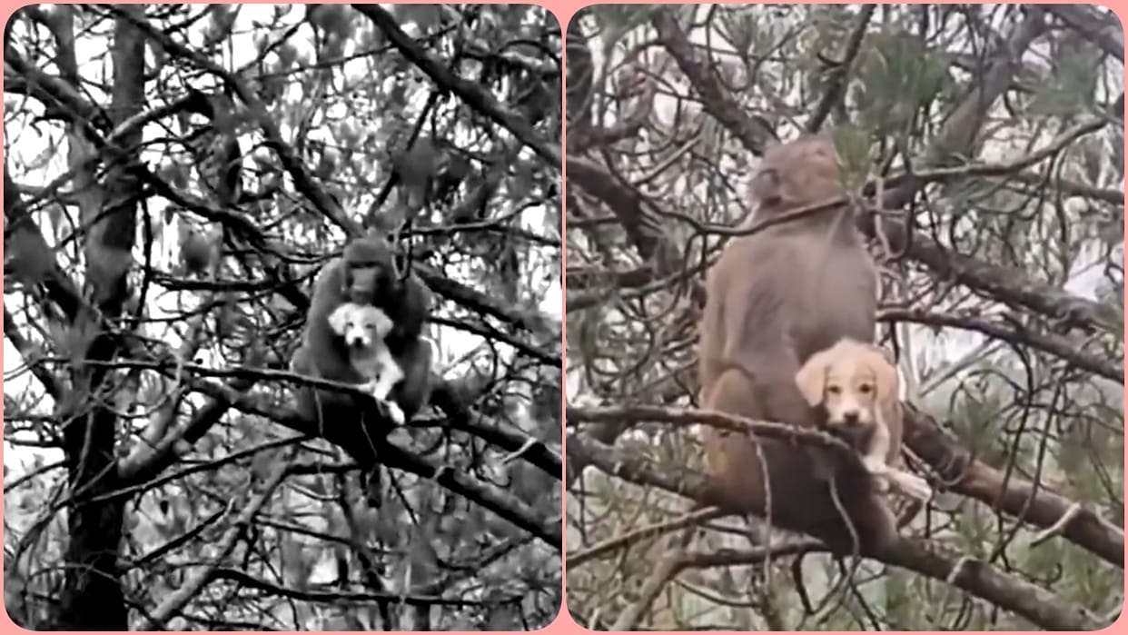 mandi rivalsar monkey carries puppy video goes viral