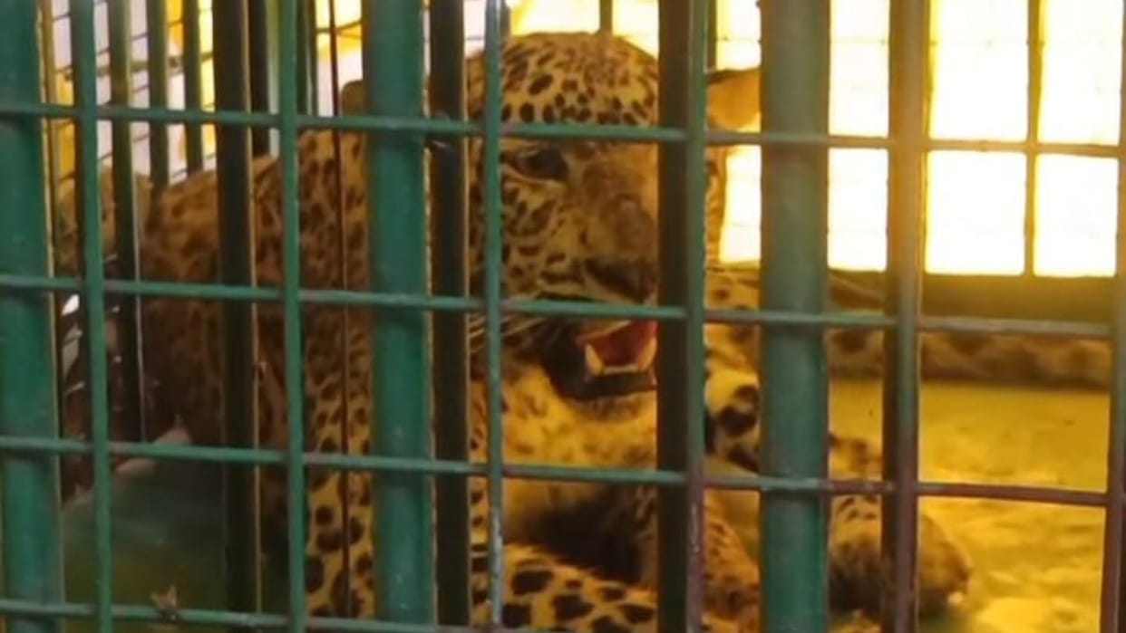 Bijnor: Injured leopard caught in forest dies; it had attacked and injured two forest workers