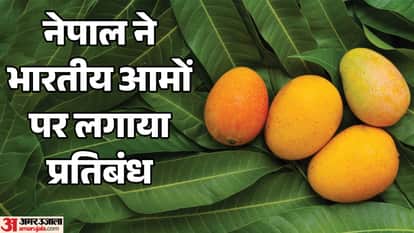 Crackdown on Indian fruit: After Japan, Nepal bans Indian mangoes; find out the reason.