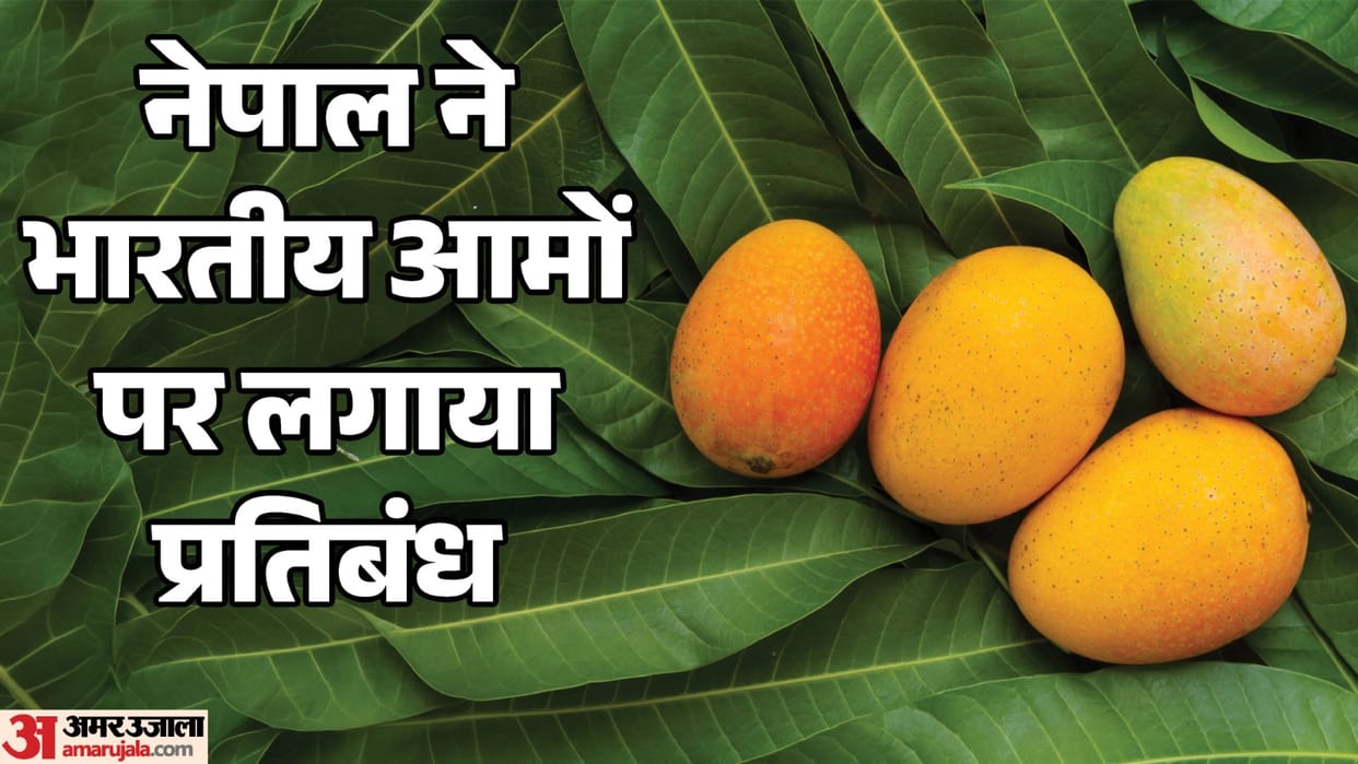 Crackdown on Indian fruit: After Japan, Nepal bans Indian mangoes; find out the reason.