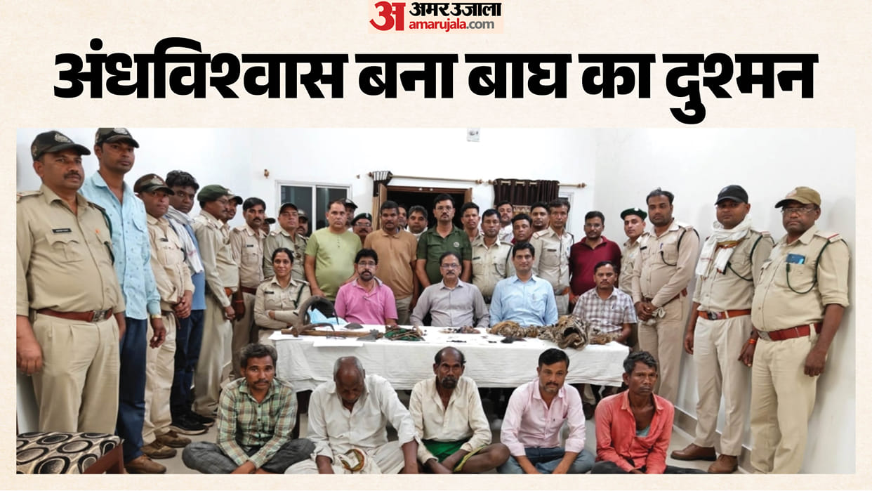 chhindwara tiger poaching case tiger skin skull claws seized wildlife smuggling forest department action