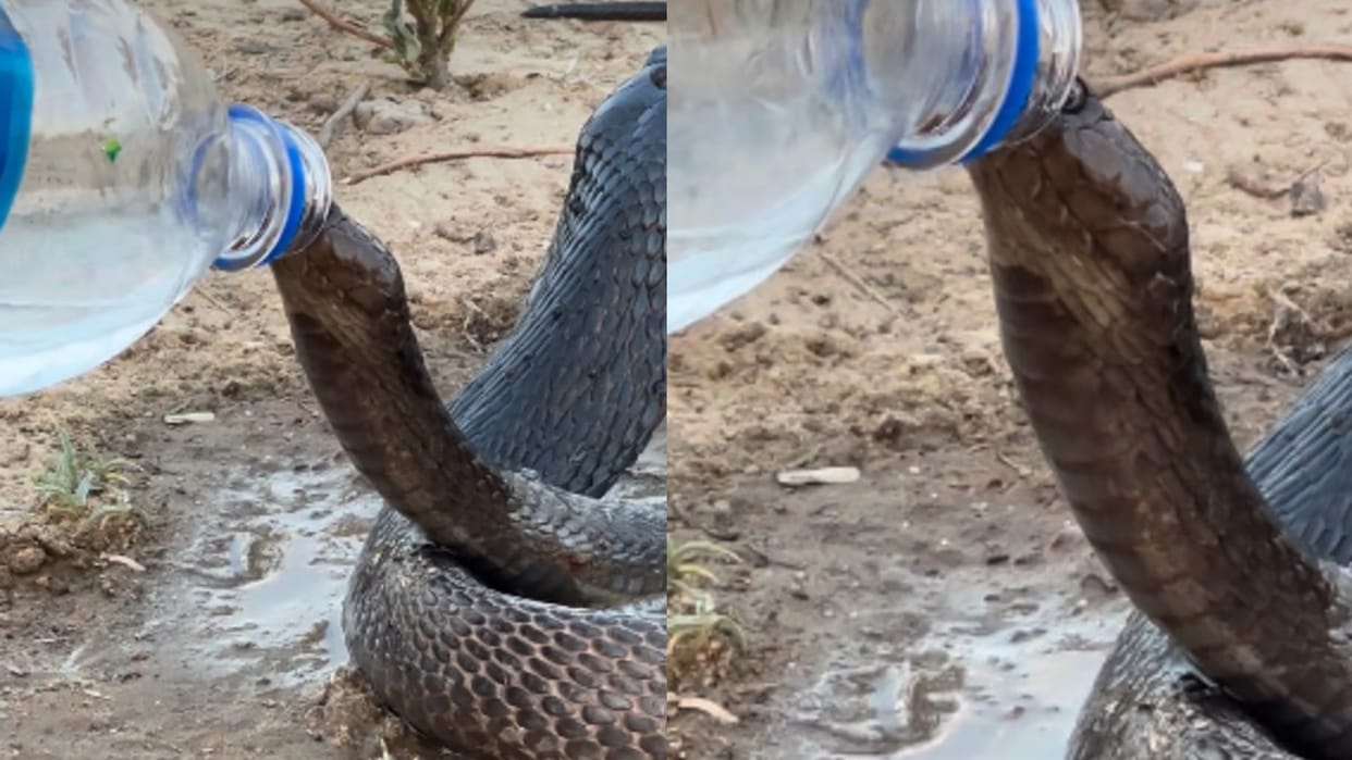 naag nagin ka video thirsty cobra snake started drinking water from  bottel