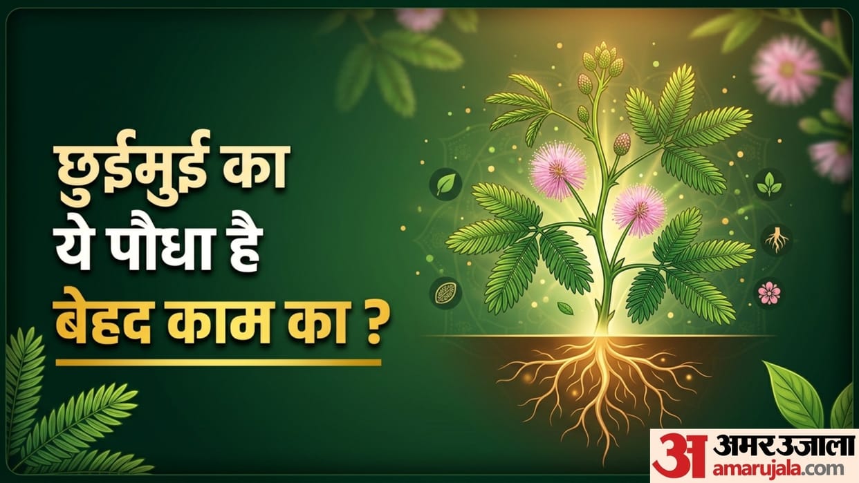 Health Benefits Of Lajwanti Plant in hindi touch me not plant seeds and leaves benefits disprj
