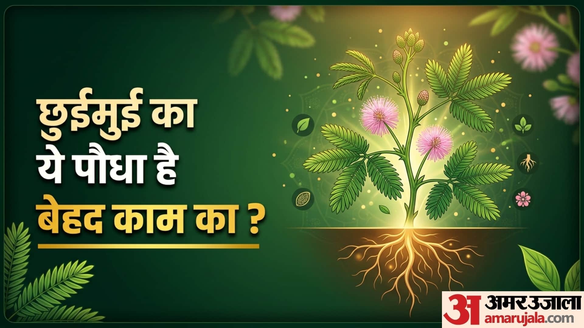 Health Benefits Of Lajwanti Plant in hindi touch me not plant seeds and leaves benefits disprj
