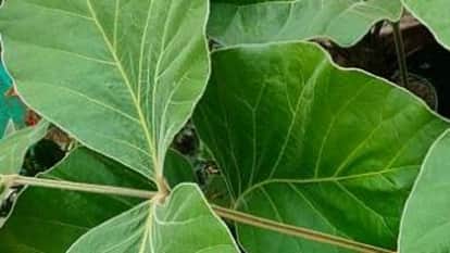 Kumaun University has completed research work on the conservation of Patwa