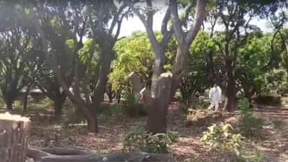 Pathankot Timber mafia fells lush green mango trees despite the ban youth attacked