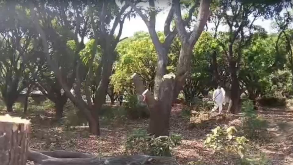 Pathankot Timber mafia fells lush green mango trees despite the ban youth attacked