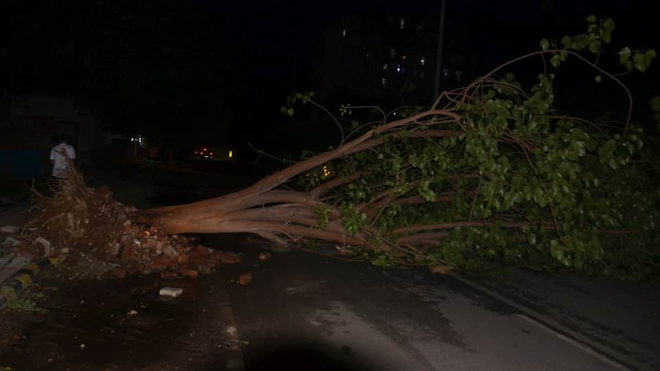 Storm Havoc in Agra: 65 Kmph Winds Uproot Trees Bring Down Hoardings Hundreds of Villages Lose Power