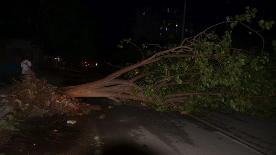 Storm Havoc in Agra: 65 Kmph Winds Uproot Trees Bring Down Hoardings Hundreds of Villages Lose Power