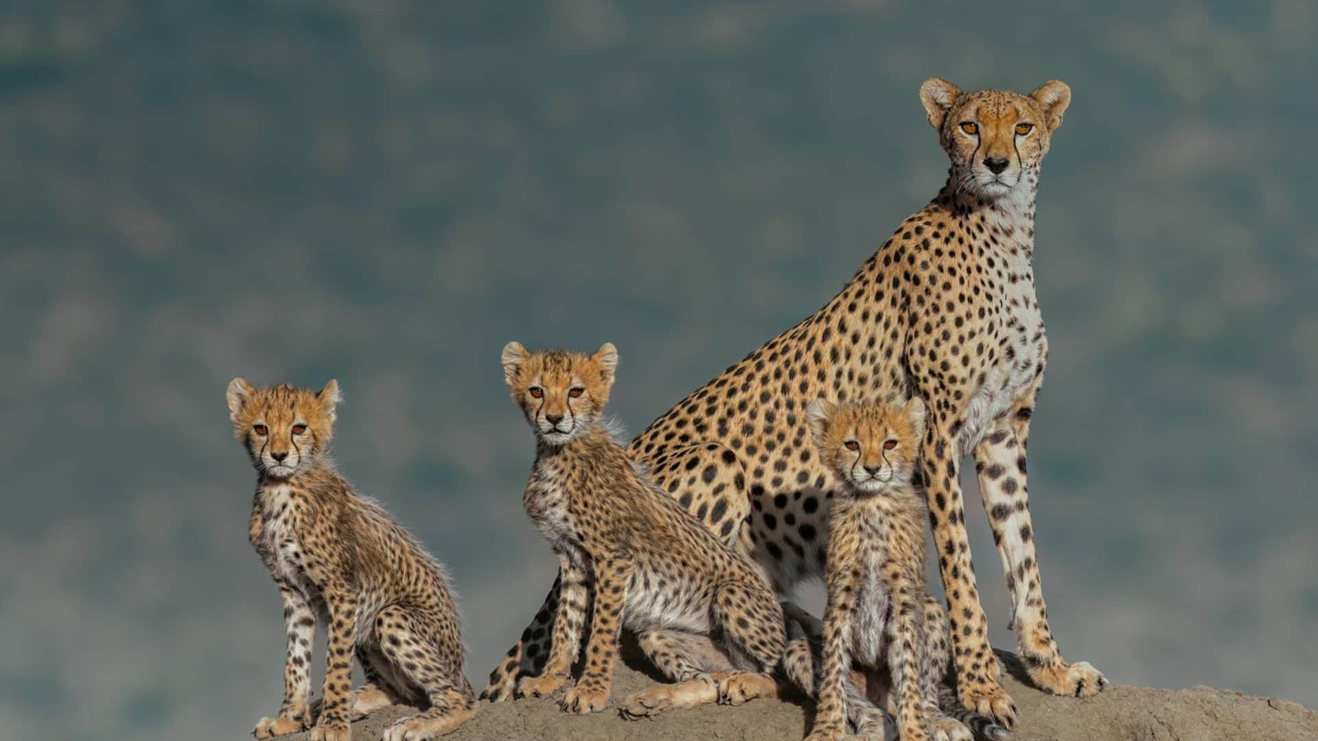 Best State To See Cheetah In India Tiger Safari Madhya Pradesh Kuno National Park