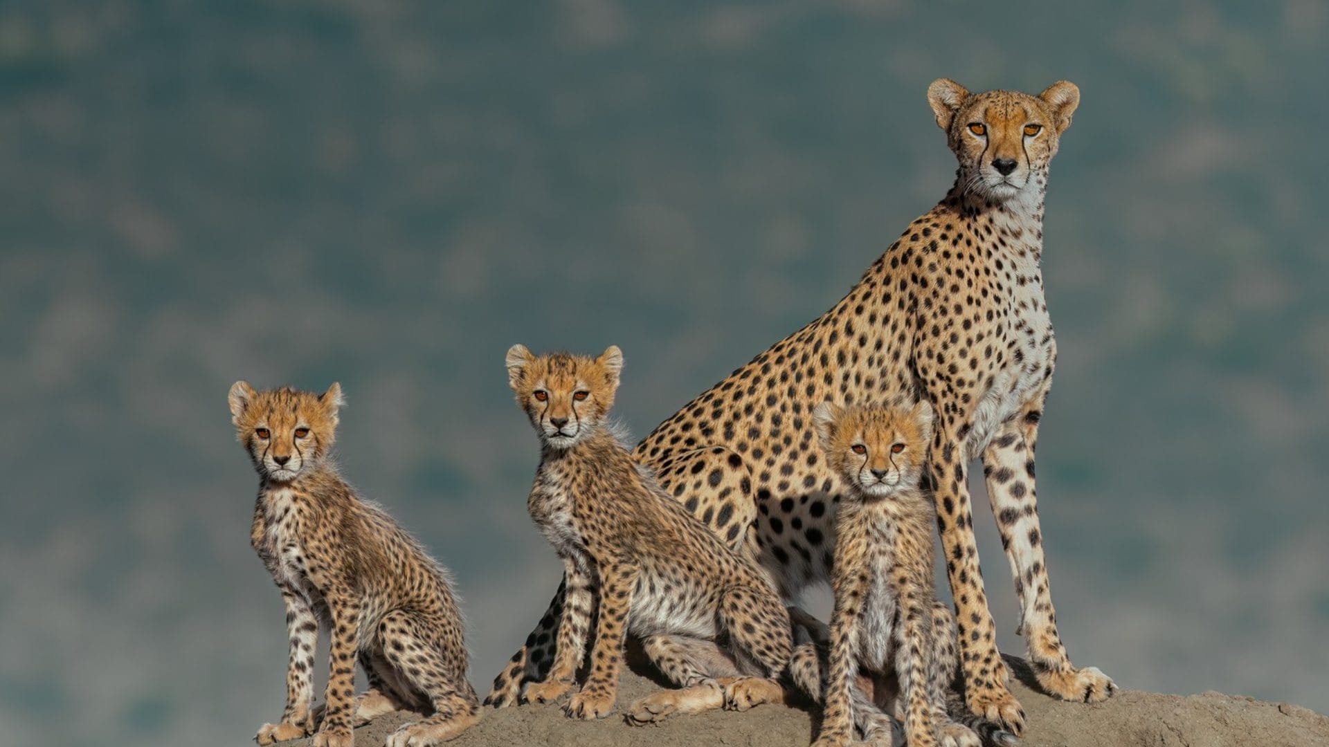Best State To See Cheetah In India Tiger Safari Madhya Pradesh Kuno National Park