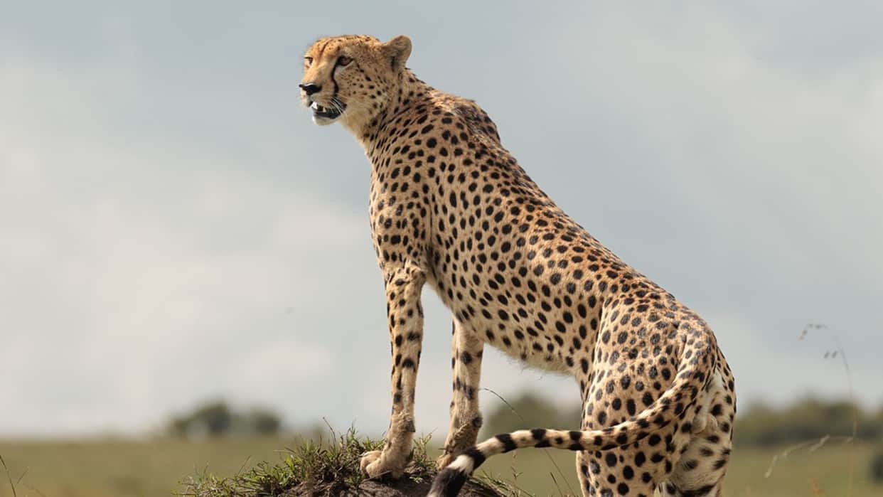 Kuno Cheetah Project Completes 4 Years: 52 Cheetahs, 32 Born in India; Forest to Glow with Lamps