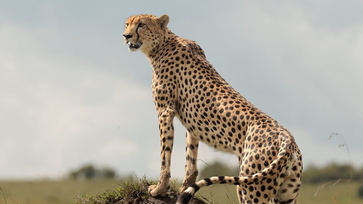 Kuno Cheetah Project Completes 4 Years: 52 Cheetahs, 32 Born in India; Forest to Glow with Lamps