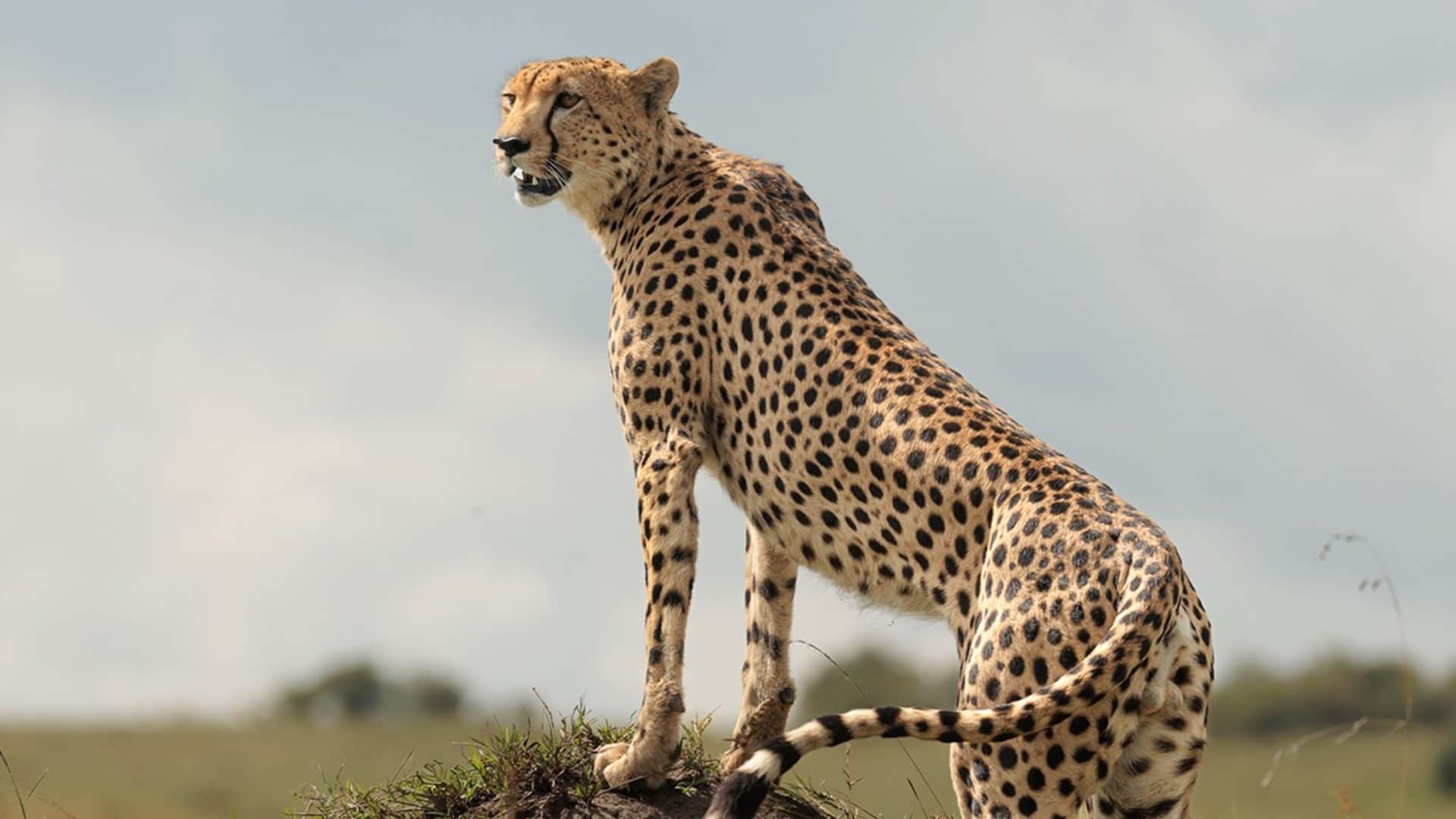 Best State To See Cheetah In India Tiger Safari Madhya Pradesh Kuno National Park