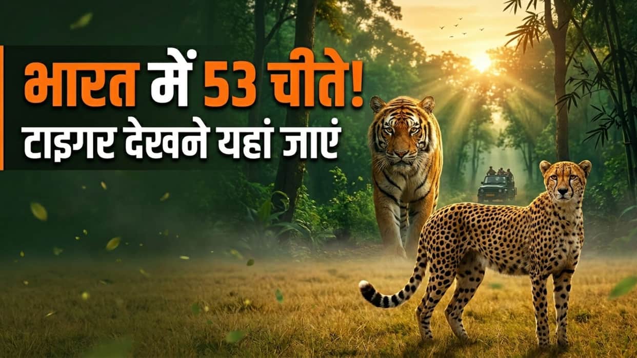 Best State To See Cheetah In India Tiger Safari Madhya Pradesh Kuno National Park