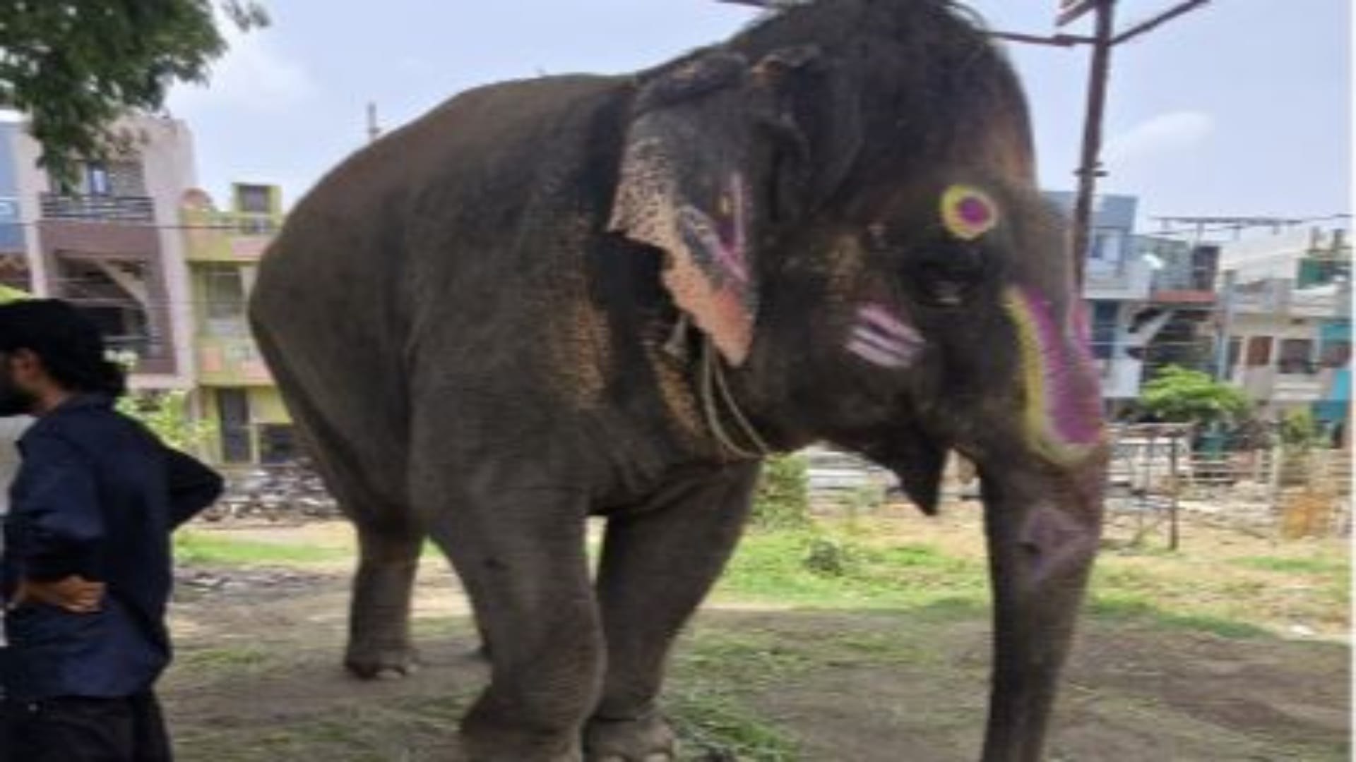 Ujjain News: Health Check of Mahakal Procession Elephant Sparks Row, Blood Sampling Halted Amid Protests