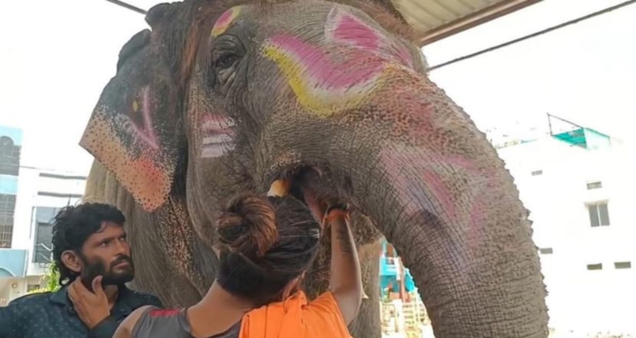 Ujjain News: Health Check of Mahakal Procession Elephant Sparks Row, Blood Sampling Halted Amid Protests