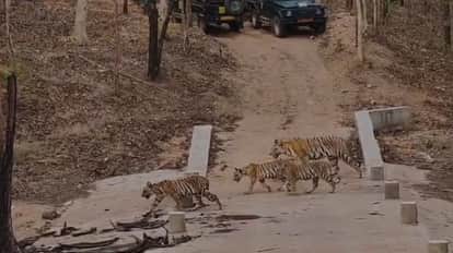 pench-tiger-reserve-mein-jugni-baghin-char-shavkon-ke-sath-nazar-aayi-video-viral MP News