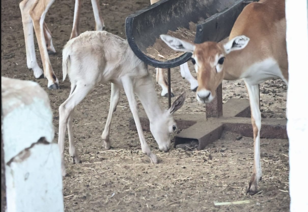 Indore News: Rare white deer with pink eyes born at Indore Zoo; unique color due to melanin deficiency.