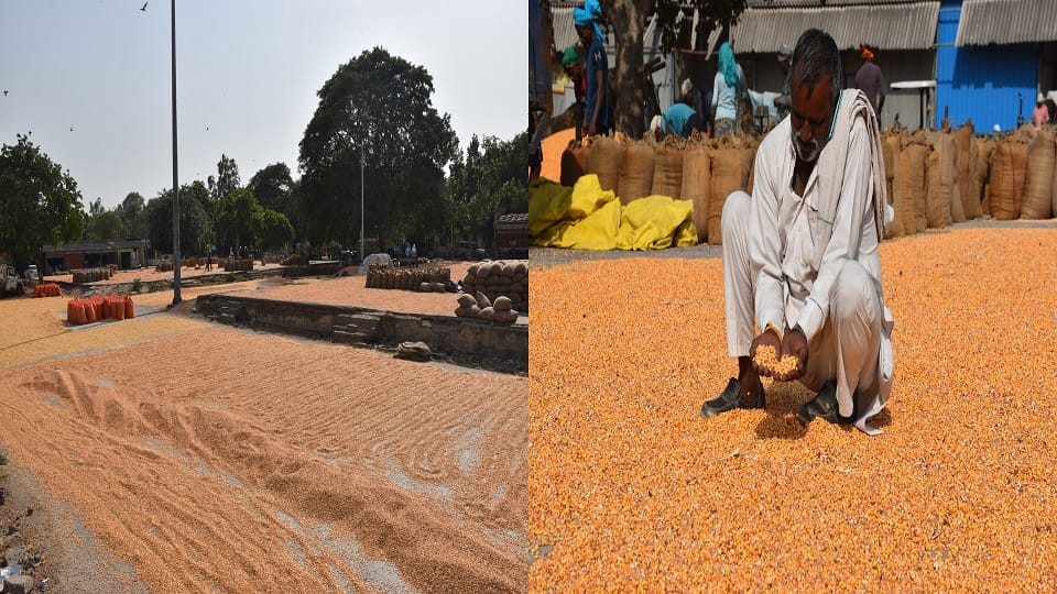 Farmers worried about maize