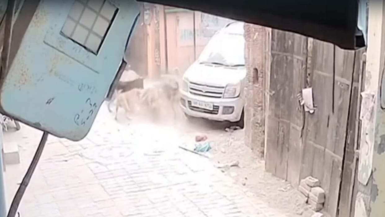 A girl was attacked by stray dogs in the heart of Una city and was bitten at several places.