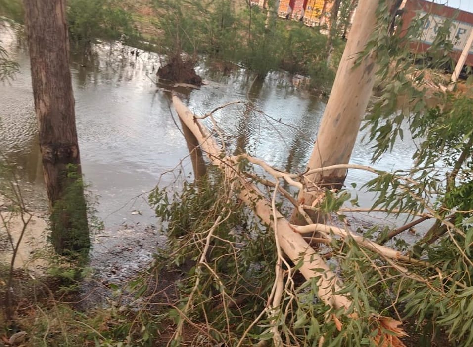 Over 200 electricity poles toppled 13 transformers damaged 260 trees uprooted in Storm