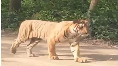 Video of a Gypsy getting close to a tiger during a safari goes viral in Phato Zone Ramnagar