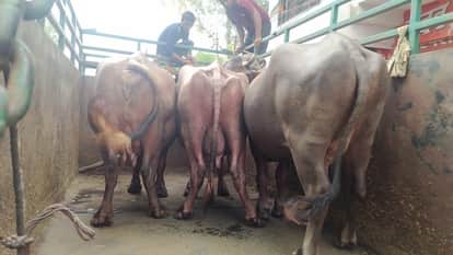 Dumping Cow Dung in Drains Costs Dear: 10 Cattle Owners Fined 50,000, Buffaloes Seized