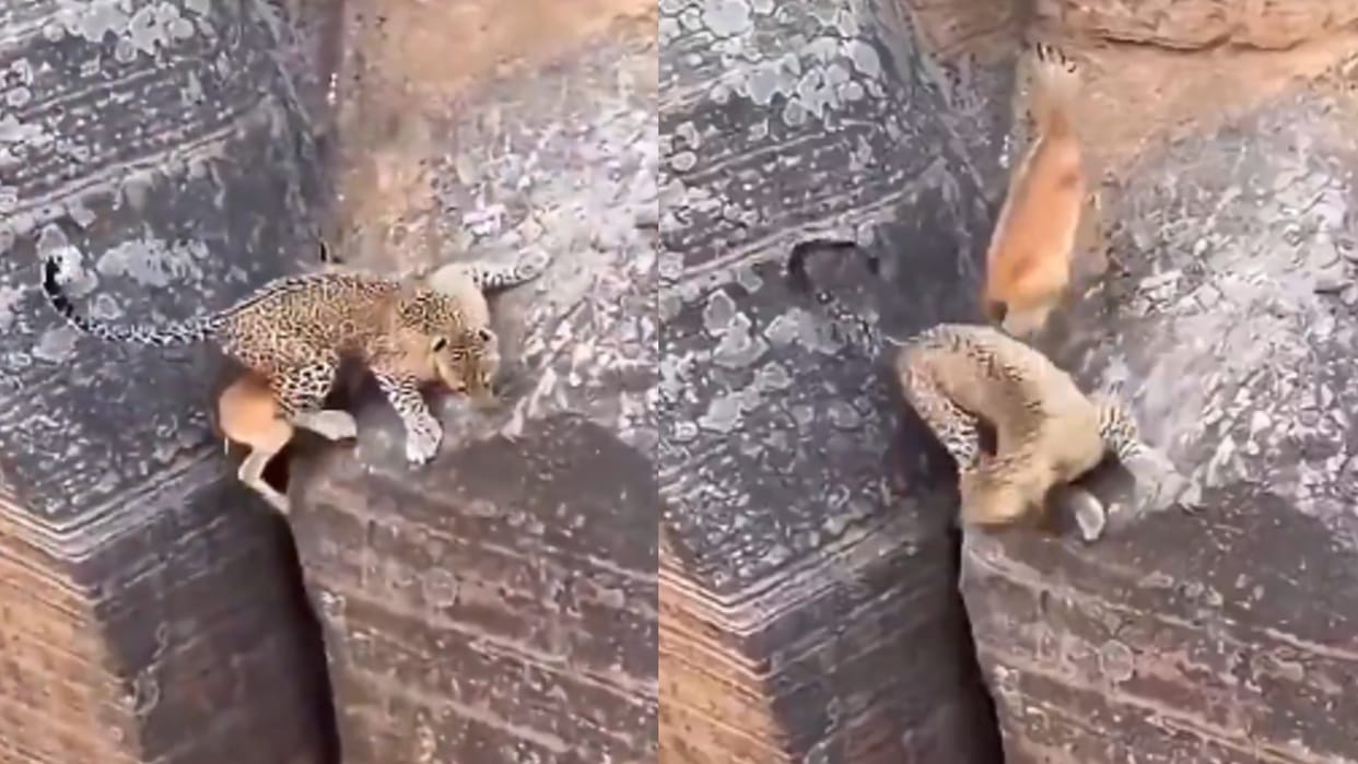 leopard was trying to hunt a deer But it failed Video Going Viral On Social Media
