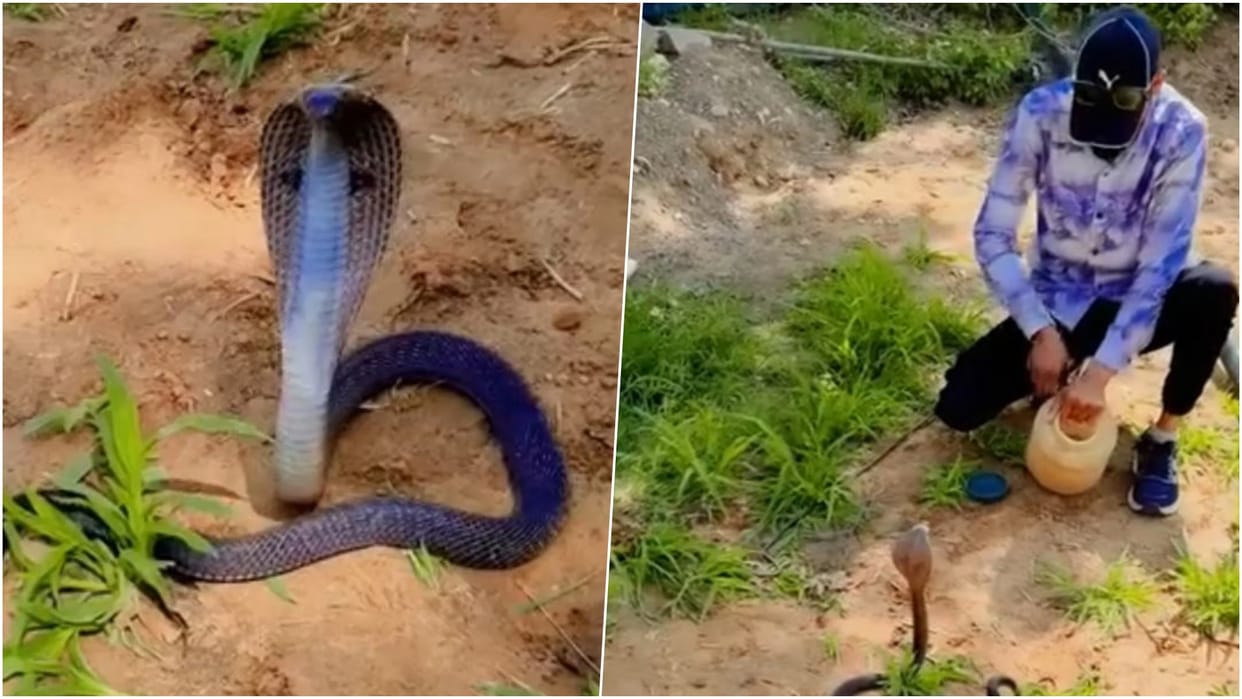 Kotputli-Behror News: Cobra spotted hiding near farm motor, major mishap averted, snake safely rescued