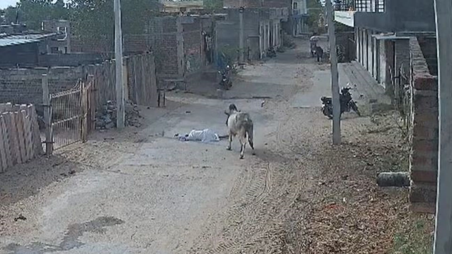 सांड ने पैदल जा रहे बुजुर्ग को पटका