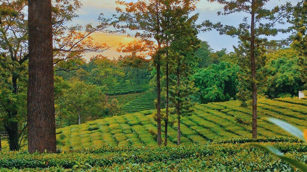 Huge Potential for Matcha Tea Cultivation in Himachal, New Income Avenue for Farmers