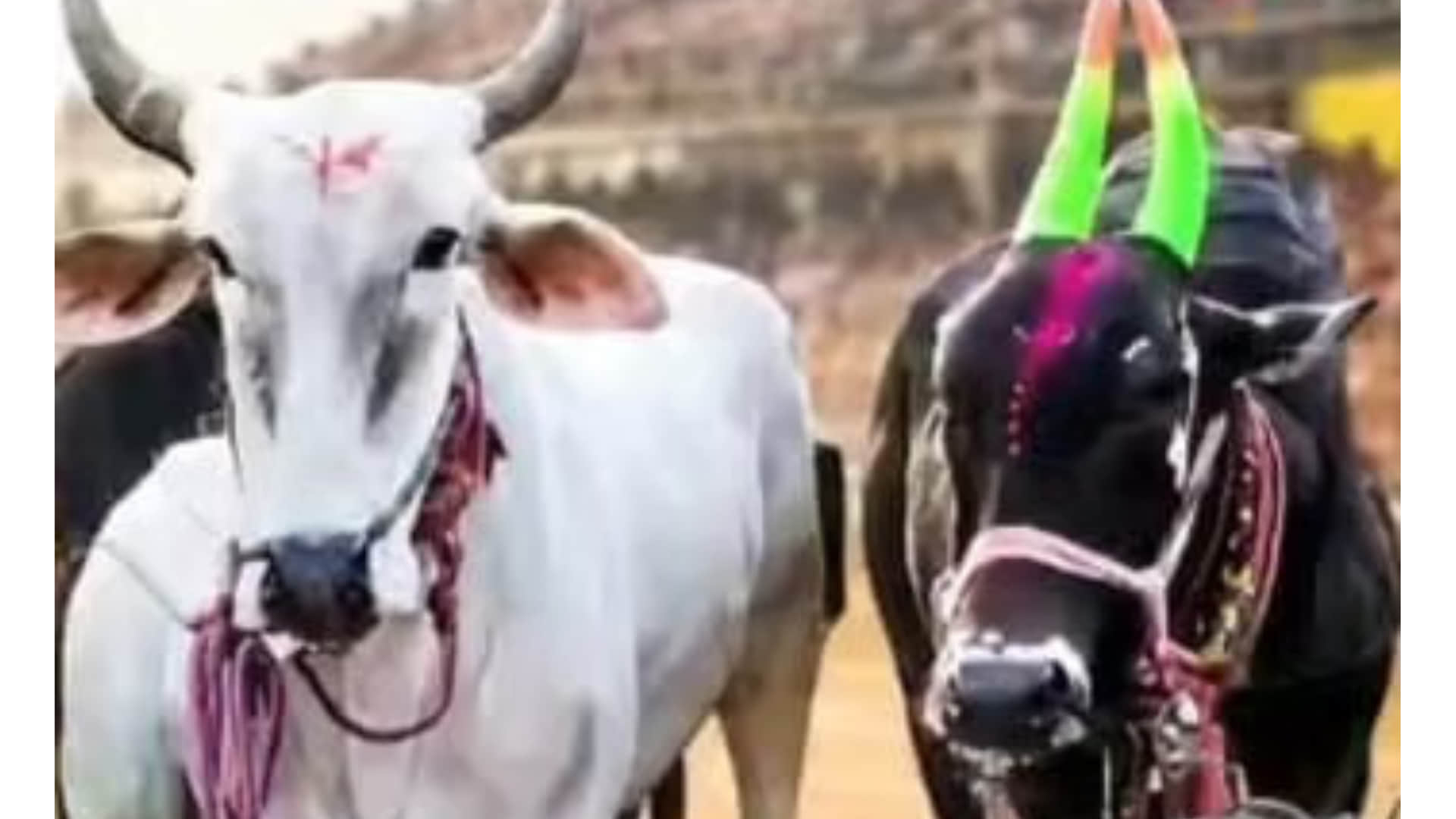 Crowds gathered for the bullock cart race in Dewas, the pair of Shera and Shakti emerged victorious.