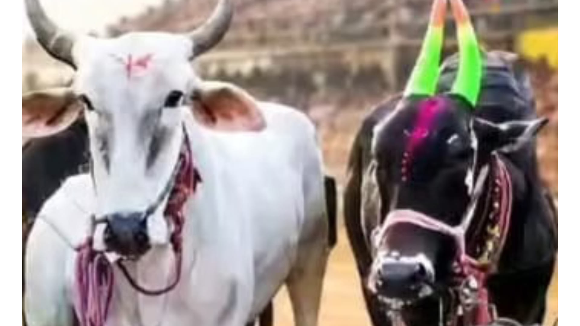 Crowds gathered for the bullock cart race in Dewas, the pair of Shera and Shakti emerged victorious.
