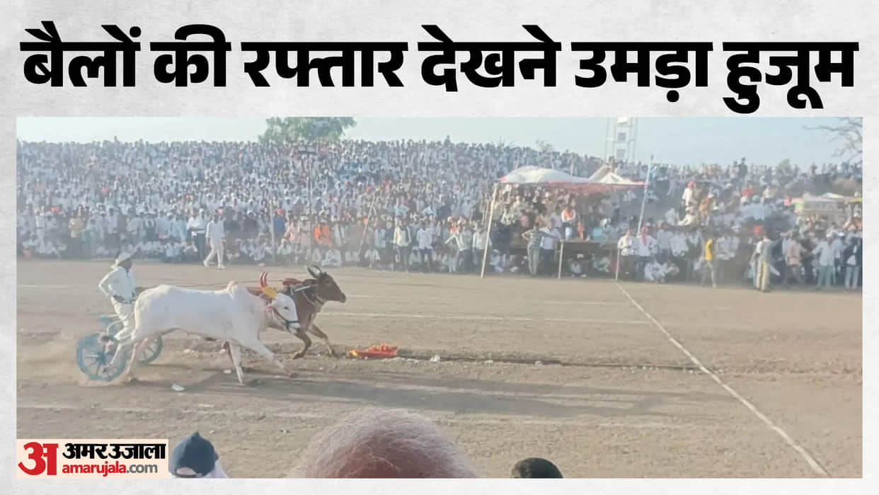 Crowds gathered for the bullock cart race in Dewas, the pair of Shera and Shakti emerged victorious.