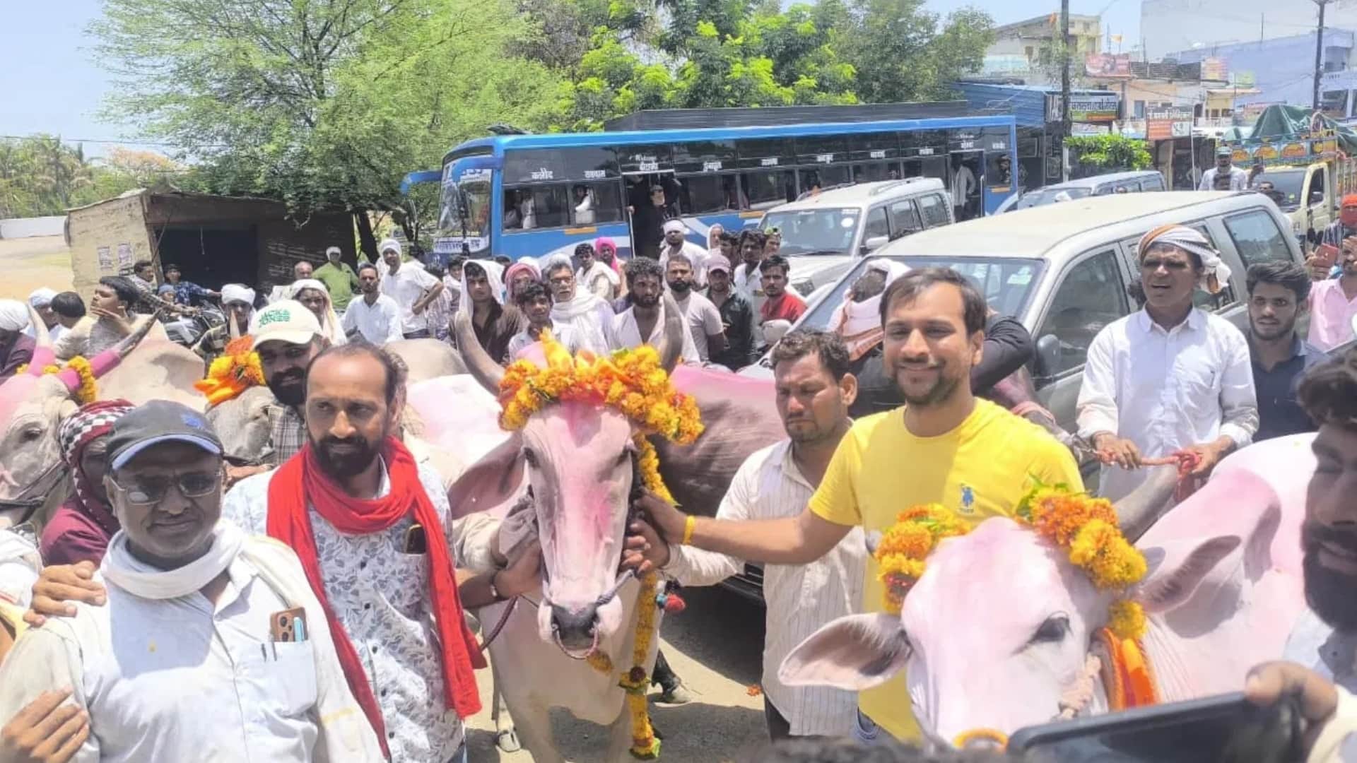 Crowds gathered for the bullock cart race in Dewas, the pair of Shera and Shakti emerged victorious.