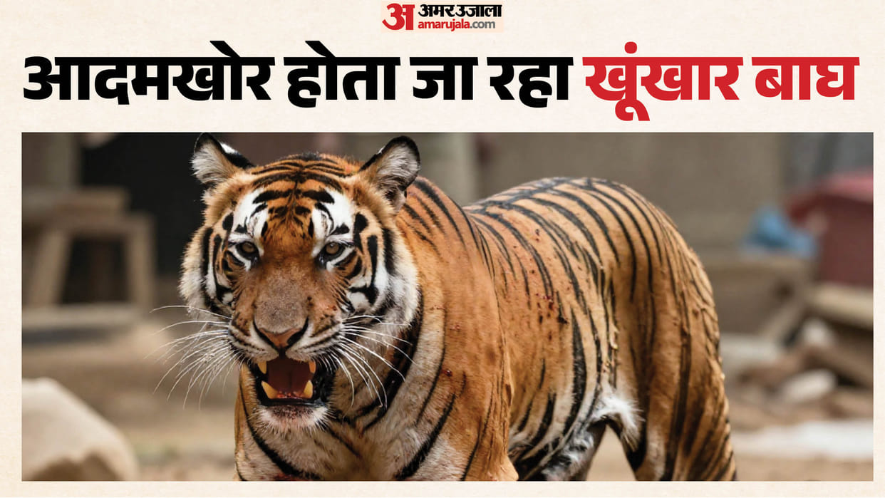 Tiger Claims Second Life in 24 Hours at Bandhavgarh