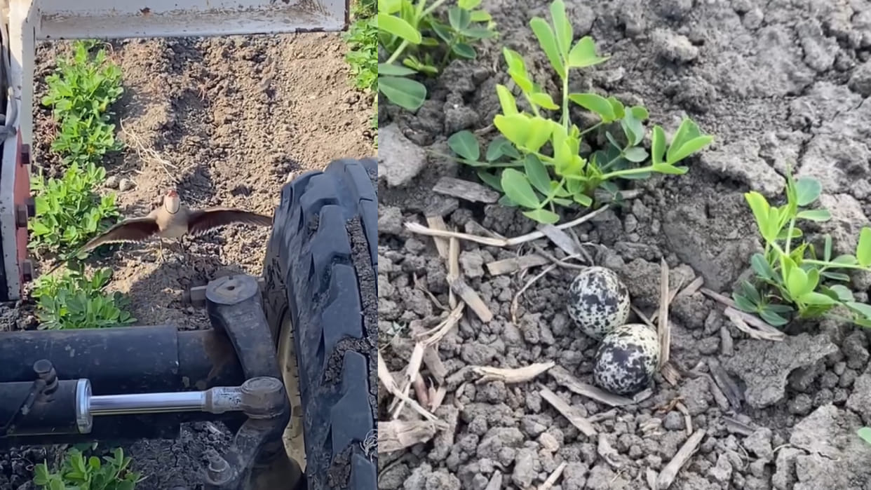 Mother bird start singing loudly and stood in front of a tractor to protect its eggs viral video