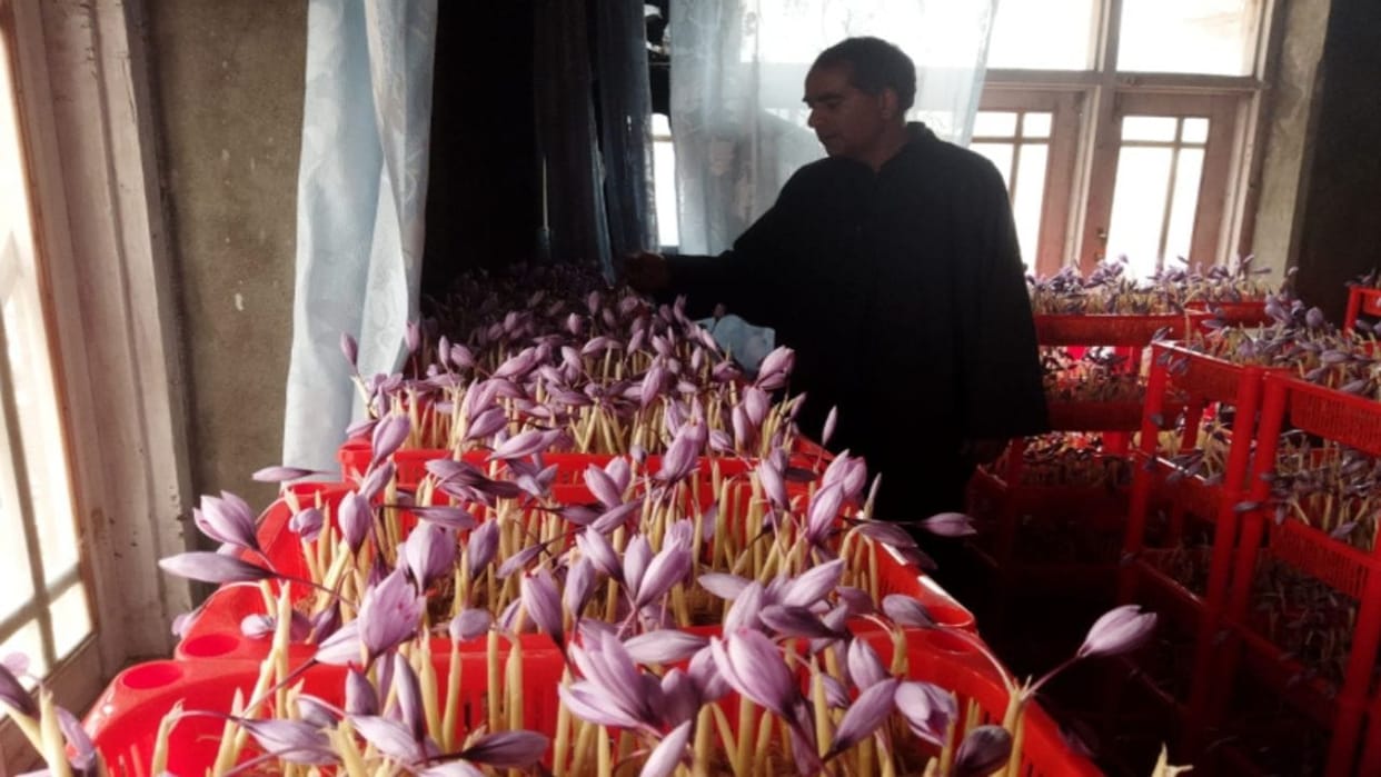 Kashmir's saffron is now blooming in the dark.