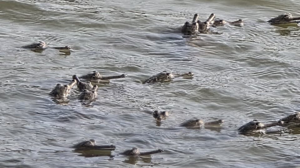 Gharial Conservation Success: 440 More Hatchlings Born in Chambal This Year