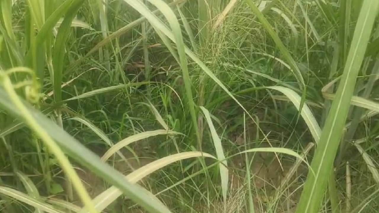 खेत में शावकों के साथ तेंदुआ