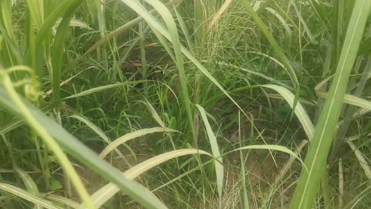 खेत में शावकों के साथ तेंदुआ