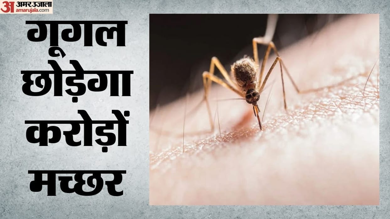 Google to release millions of mosquitoes to reduce disease-carrying species devises an ingenious method