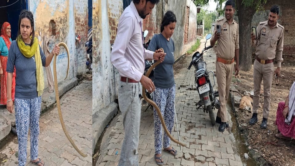 A seven-foot-long snake entered the house