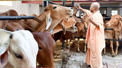 CM Yogi listened to the grievances of 200 people during the 'Janata Darshan' at Gorakhnath Temple.