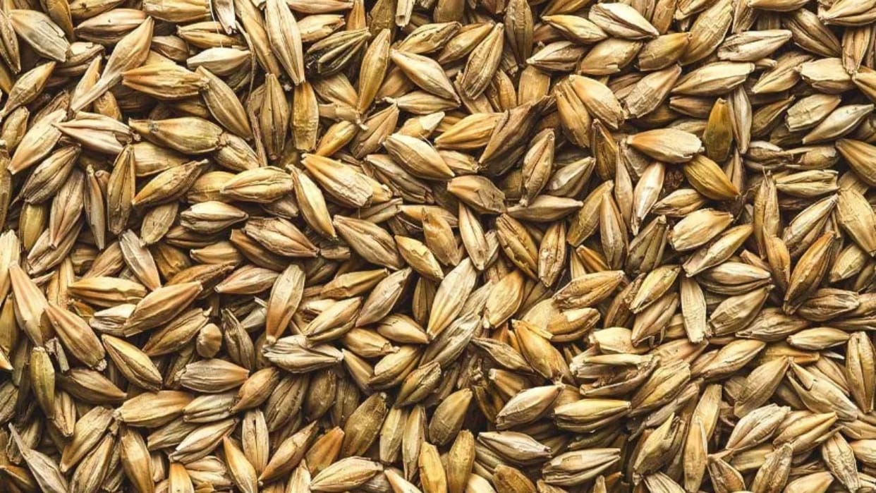 bsh 497 barley variety boon for himalayan farmers himachal